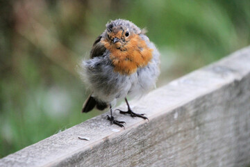A close up of a Robin