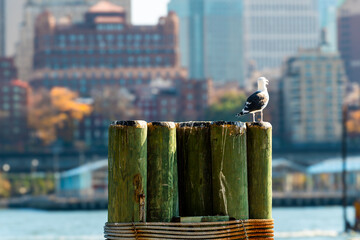 A seagull perched on a Manhattan Ferry pier with the east river end the buildings of Brooklyn...