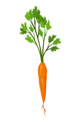 Carrot vegetable growing. Plant showing root structure. Farm product for restaurant menu or market label. Organic and healthy food
