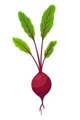 Beet vegetables growing. Plant showing root structure. Farm product for restaurant menu or market label. Organic and healthy food