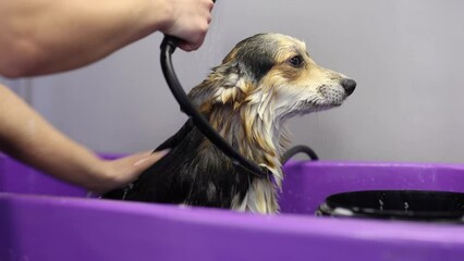 Veterinarian washing corgi dog in a sink. Pet groomer cleaning purebred Welsh Corgi in a bath