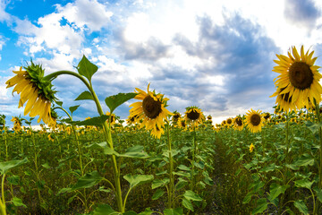 sunflowers