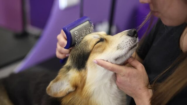 Pet groomer brushing corgi on a table in a grooming salon. Professional hygiene and health care service for pets