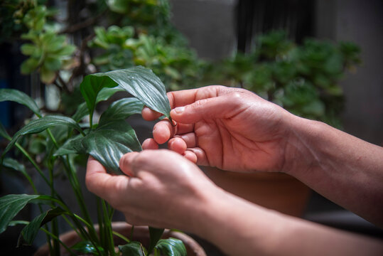 Manos tocan una planta en el jardin