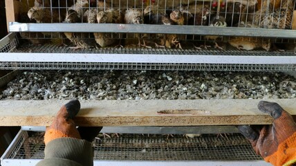 cleaning bird droppings from under a cage with quails, a tray with droppings in the gloved hands of a farm worker in the process of cleaning cages, caring for quails in rural conditions