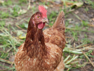 close-up portrait of a free-range hen with brown feathers and red crest