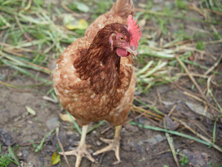 portrait of a free-range hen with brown feathers and red crest