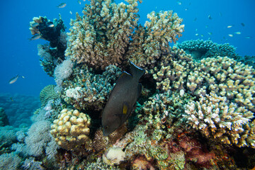 Fototapeta na wymiar Korallenriff mit Fischen im Roten Meer