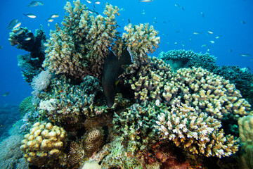 Naklejka na ściany i meble Korallenriff mit Fischen im Roten Meer