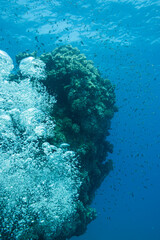 Luftblasen und Fische an einem Korallenriff