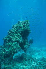 Korallenriff mit Fischen im roten Meer