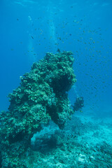 Korallenriff mit Fischen im roten Meer