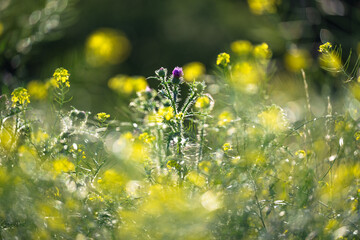 Summer meadow lit by afternoon light. Plants characteristic of Central and Eastern Europe.