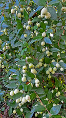 White Myrtus communis L. (common myrtle) plant with fruits