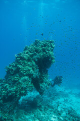 Fototapeta na wymiar Korallenriff mit Fischen im roten Meer