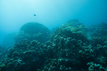 Korallenriff mit Fischen im roten Meer