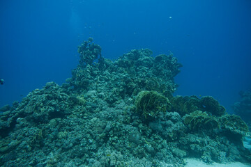 Korallenriff mit Fischen im roten Meer