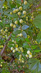 White Myrtus communis L. (common myrtle) plant with fruits