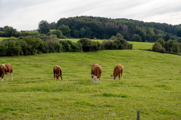 Kühe beim grasen auf einer Weide