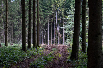 Fichten im Wald Eifel