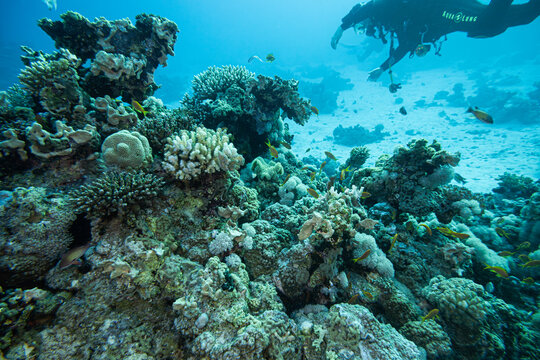 Korallenriff mit Fischen im roten Meer