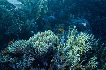Naklejka na ściany i meble Fahnenbarsch im roten Meer - Korallenriff