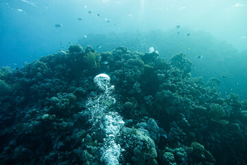 Korallenriff mit Fischen im roten Meer