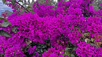 Obraz premium Bougainville flower on green leafy plant.