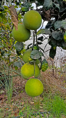 Ripe and green pomelo fruit tree in the garden. Latin name: Citrus maxima