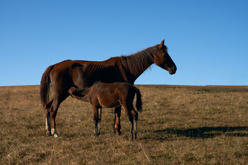 Fototapeta premium Mountain pasture. A mare feeds a foal.