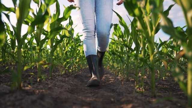 Agriculture. Farmer girl inspects harvest of corn on farm in summer at sunset. Farmer in rubber boots walk across field. Agronomist walks through a plantation field of corn in the summer at sunset.