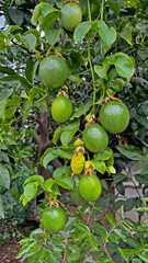 Passiflora edulis, commonly known as passion fruit, growing on a tree. The picture shows the leaves and fruit. Gazipasa, Antalya, Turkey