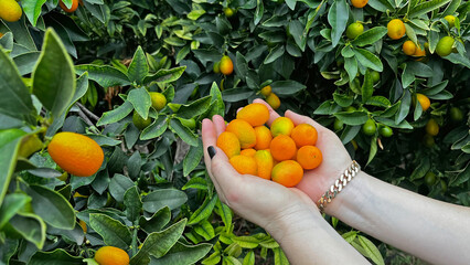 Kumquat fruits picked from the tree in the woman's hand. In Turkish it is called 