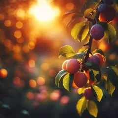 Fensteraufkleber Ripe fresh plums on a tree branch in the garden at sunset, A branch with natural plums on a blurred background of a plum orchard at golden hour Agriculture Harvesting background. many ripe fruits © Creative asad