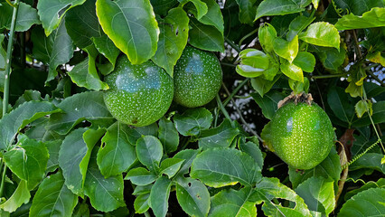 Passiflora edulis, commonly known as passion fruit, growing on a tree. The picture shows the leaves...