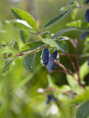 Blue Honeysuckle shrub with big juicy berries in the garden - Kamchatka berry, Lonicera caerulea