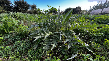 Artichoke plant in the field.