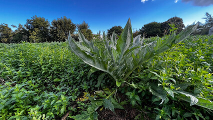 Artichoke plant in the field.