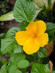 Yellow Shoeflower or Hibiscus rosa-sinensis is a shrub from the Malvaceae family that originates...