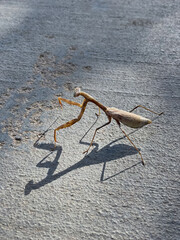Gray brownish Carolina mantis, Stagmomantis Carolina, walking on street road with spiny legs, antennae, eye, head, and mouth detail with shadow from sunlight