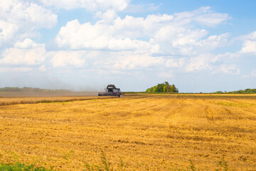 A grain harvester drives through a yellow wheat field on a sunny day and mows the wheat. Grain harvest