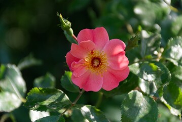 Close-up of a pink blossom