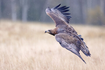 A golden eagle flies low over the ground and prepares to land.