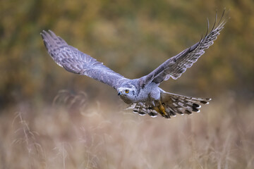 A goshawk on a clearing near the forest hunting.