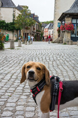 Dog in Vitr&eacute;, Ille-et-Vilaine - Beagle
