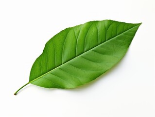 Obraz premium Exquisite Display of Vibrant Leaves Isolated on Pure White Background - See the Beauty of Nature Generative AI