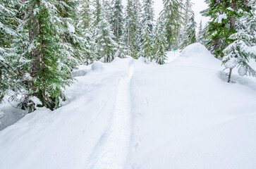 Snow trail in park at winter day in Vancouver, Canada, North America. Day time on January 2023.