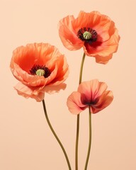 Obraz premium Vibrant Encounter: Captivating Dual-Tone Poppies in Soft Light Generative AI