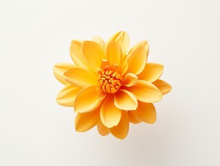 Vivid Isolated Yellow Flower: A Breathtaking Symbol of Joy & Positivity Generative AI