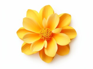 Stunning Close-Up: A Single Yellow Bloom Captured in High Definition Isolated on White Generative AI